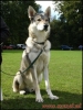 Tsjechoslowaakse Wolfhond