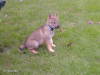 Tsjechoslowaakse Wolfhond Tsjechoslowaakse Wolfhond