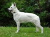 White Swiss Shepherd Dog White Swiss Shepherd Dog