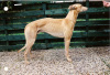 Greyhound