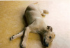 Greyhound