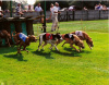 Greyhound