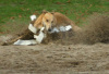 Greyhound