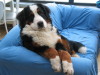 Berner Sennenhond