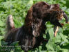 Duitse Staande Hond, Langhaar