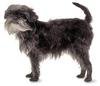 Affenpinscher Affenpinscher