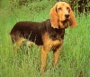 Chien Courant du Jura Chien Courant du Jura