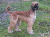 Afghaanse Windhond