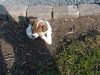 Jack Russell Terrier