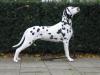 Dalmatische hond Dalmatische hond