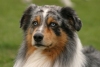 Australian Shepherd