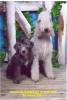 Bedlington Terrier Bedlington Terrier