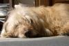 Basset Fauve de Bretagne Basset Fauve de Bretagne