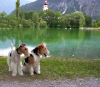 Foxterrier, draadhaar Foxterrier, draadhaar