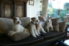 Foxterrier, draadhaar
