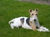 Foxterrier, draadhaar Foxterrier, draadhaar