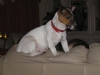 Jack Russell Terrier