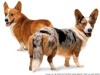Welsh Corgi Pembroke Welsh Corgi Pembroke
