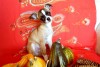 Chihuahua Chihuahua