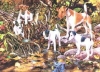 Foxterrier, gladhaar Foxterrier, gladhaar