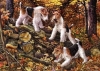 Foxterrier, draadhaar Foxterrier, draadhaar
