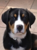 Grote Zwitserse Sennenhond Grote Zwitserse Sennenhond