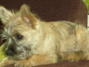Cairn Terrier Cairn Terrier