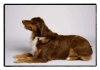 Australian Shepherd