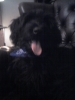 Briard Briard