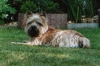 Cairn Terrier Cairn Terrier