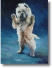 Cairn Terrier Cairn Terrier