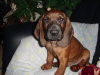 Bayerischer Gebirgsschweisshund Bayerischer Gebirgsschweisshund
