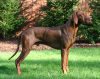 Vizsla (Hongaarse staande hond) Vizsla (Hongaarse staande hond)