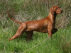 Vizsla (Hongaarse staande hond) Vizsla (Hongaarse staande hond)