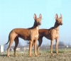 Cirneco dellEtna