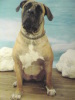 Boerboel