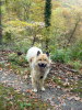 Eurasier Eurasier