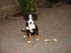 Berner Sennenhond