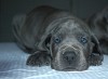 Duitse Dog