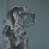 Duitse Dog Duitse Dog