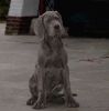 Duitse Dog Duitse Dog