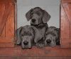 Duitse Dog Duitse Dog