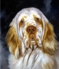 Clumber Spaniel Clumber Spaniel