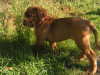 Bordeauxdog Bordeauxdog