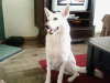 Zwitserse Witte Herder