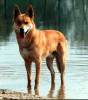 American Indian Dog American Indian Dog