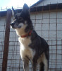 American Indian Dog American Indian Dog