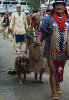 American Indian Dog
