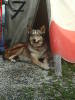 American Indian Dog American Indian Dog