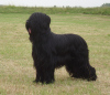 Briard Briard